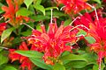 Aeschynanthus 'Hot Flash'