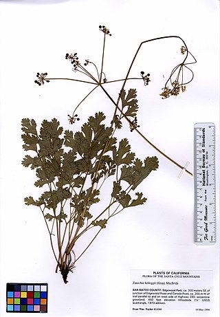 <i>Tauschia kelloggii</i> Species of plant