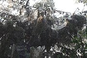 The 200-yard (180 m) spider web found in Lake Tawakoni State Park