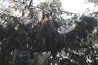 Communal spider web, 200 yards (en:Lake Tawakoni State Park).