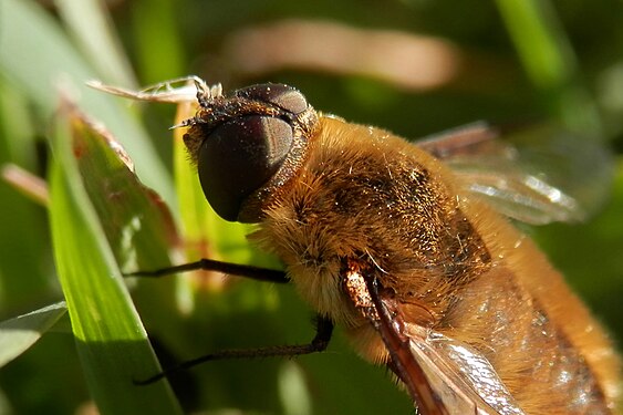 Bee Fly (Bombyliidae)