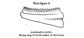 #108 (14/1/1933) Horny ring of tenth sucker of arm III (Robson, 1933:684, text-fig. 3; see also first sucker of same)