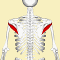 What Is Teres Minor?