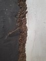 Termite nest on the wall.jpg