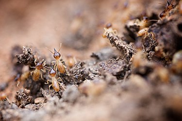 Termites in Australia.jpg