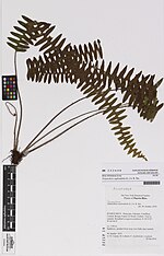 Thumbnail for Terpsichore (plant)