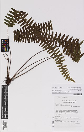 <i>Terpsichore</i> (plant) Genus of ferns