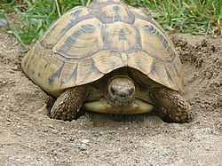Hermanns landskilpadde – Wikipedia
