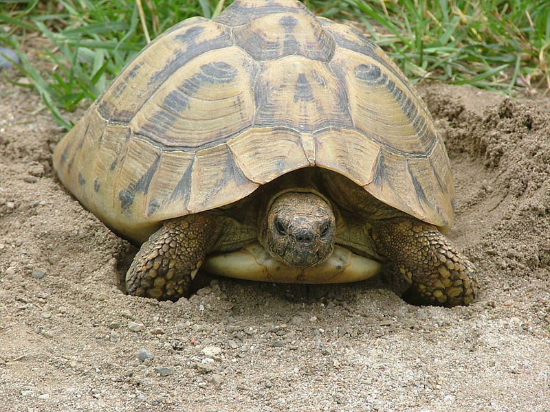 File:Testudo hermanni boettgeri LL 008.jpg