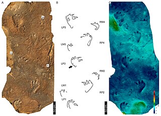 <i>Tetrasauropus</i> Dinosaur footprint