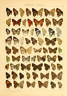 The Macrolepidoptera of the world (Taf. 72) (8145297044) .jpg