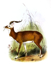The white-eared kob (K. k. leucotis) is a dark subspecies from the Sudd and nearby regions The book of antelopes (1894) Cobus leucotis.png