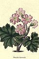 The botanic garden (Plate 1) - Primula Sinensis.jpg