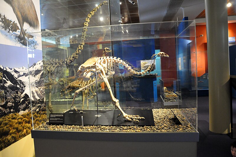 File:The skeleton of female upland moa.JPG