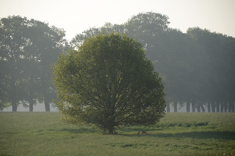 File:The solitairy oak in the middle of Hoge Erf with the 2 playing foxpuppys - panoramio.jpg