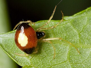 <i>Theridula emertoni</i> Species of spider