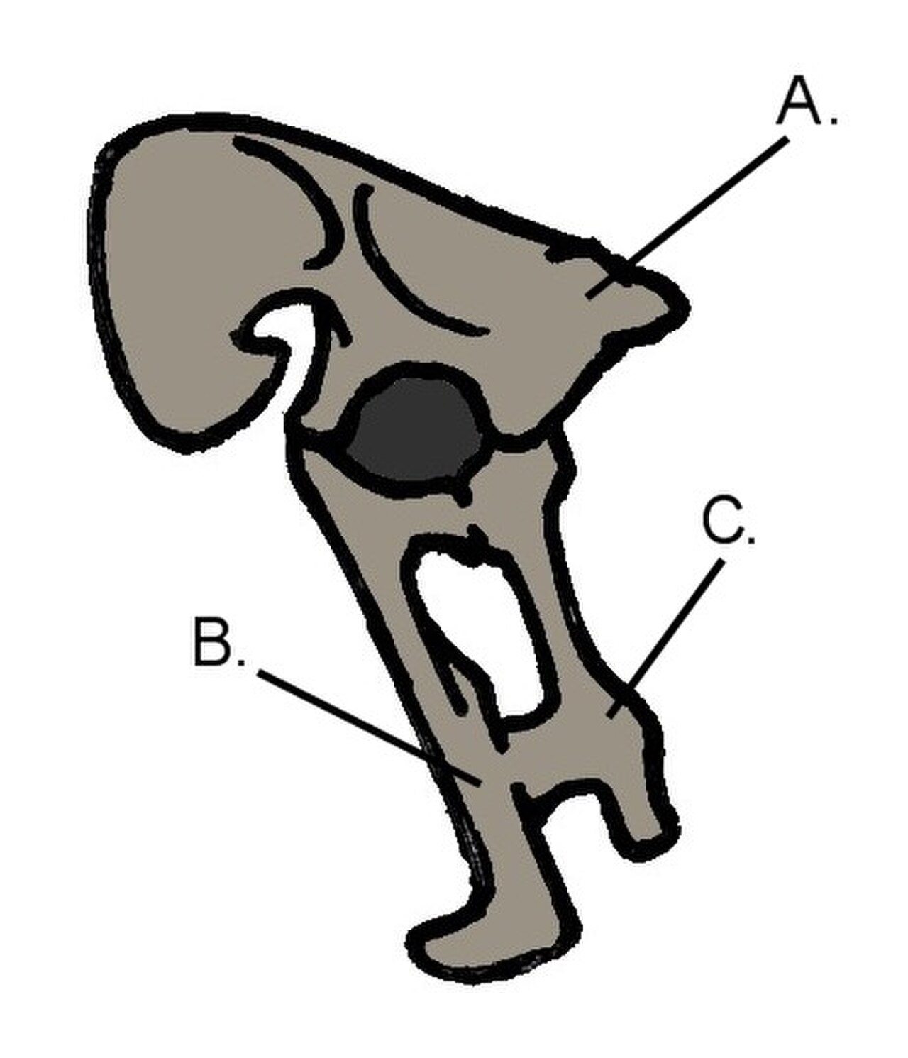 L b bones. Подвздошная кость. Лобковая кость. Тазовая кость лошади. Бедренная кость кролика.