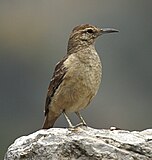 Tjukknebbtunnelfugl, Geositta crassirostris, vestsida av Andes i Peru Foto: Tony Castro