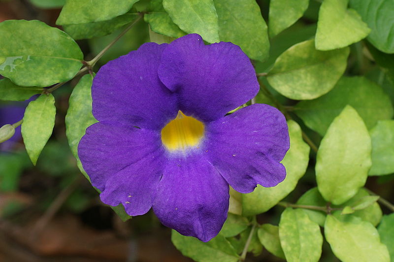 File:Thunbergia erecta 00561.JPG