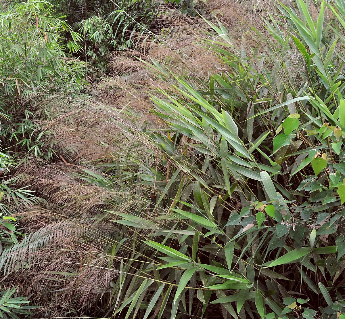  Rumput  awis Wikipedia bahasa Indonesia ensiklopedia bebas