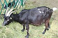 Four-horned goat