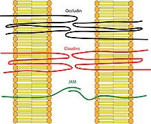 Depiction of the transmembrane proteins that make up tight junctions: occludin, claudins, and JAM proteins. Tight Junction Transmembrane Proteins.jpg