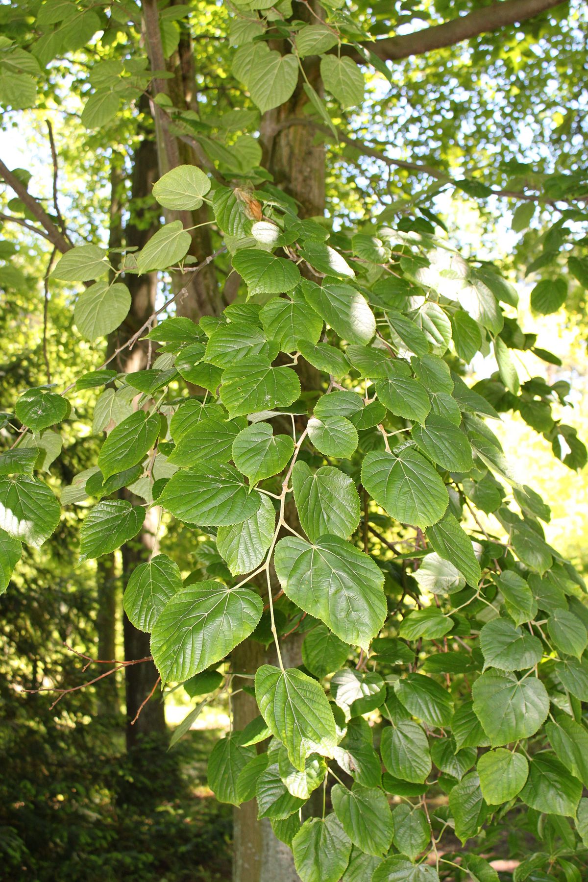 Tilia — Wikipédia