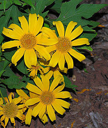 Tithonia diversifolia - Wikipedia, la enciclopedia libre