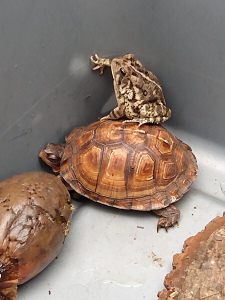 File:Toad Gets a Lift on Rescued Box Turtle.jpg