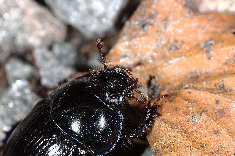 File:Tordivel (Anoplotrupes stercorosus) (4806068764).jpg