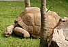 Żółw.aldabra.750pix.jpg