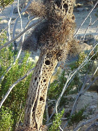 Skeleton of a dead teddy bear cholla (Cylindropuntia bigelovii) — commonly known as "ventilated wood", Joshua Tree National Park