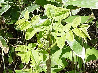 <i>Toxicodendron vernicifluum</i> Species of plant