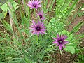 Козельці пореєвидні (Tragopogon porrifolius)