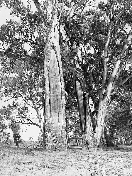 File:Trees at Waikerie(GN07737).jpg