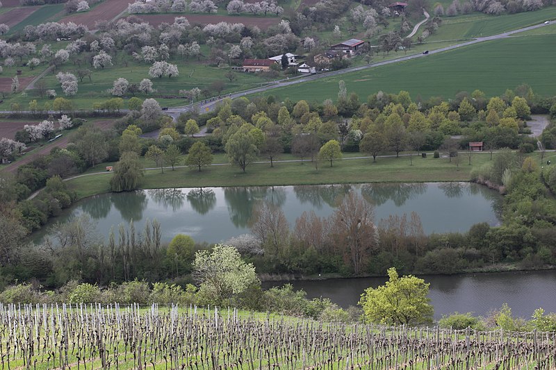 File:Trees reflected in the Main - panoramio.jpg