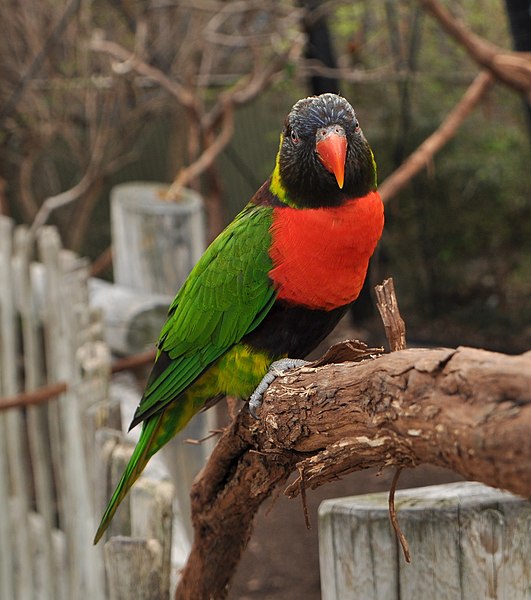 File:Trichoglossus forsteni -Cincinnati Zoo, Ohio, USA-8a (1).jpg