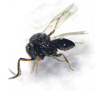 <i>Trissolcus oenone</i> Species of wasp