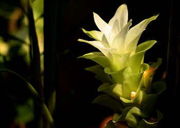 English: A variety of Turmeric Flower found in...