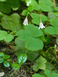 Small bell shaped blossoms of the twinflower in bloom