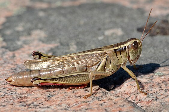 Two-striped Grasshopper (Melanoplus bivittatus)