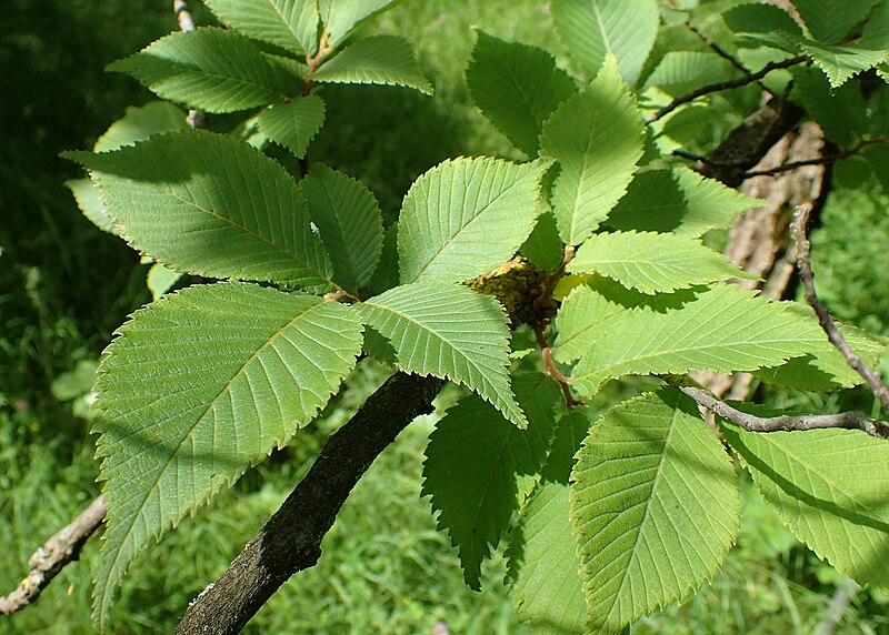 File:Ulmus castaneifolia kz01.jpg