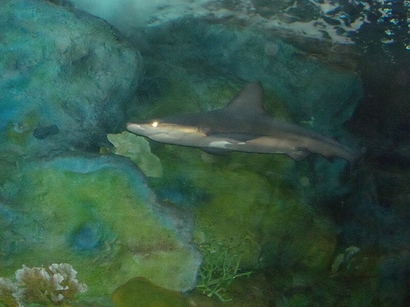 File:Un requin au loin.jpg