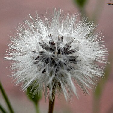 Unidentified Plant