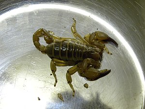 An Adulte Mannliche Weibchen desert scorpion