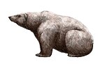 Ursus maritimus tyrannus.jpg