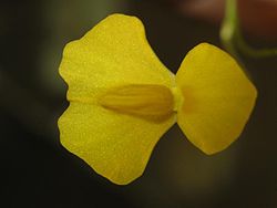 Utricularia involvens 6.jpg