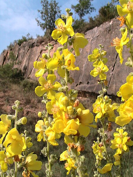 File:VERBASCUM PULVURULENTUM - FONTANET - IB-361 (Santjoans).jpg