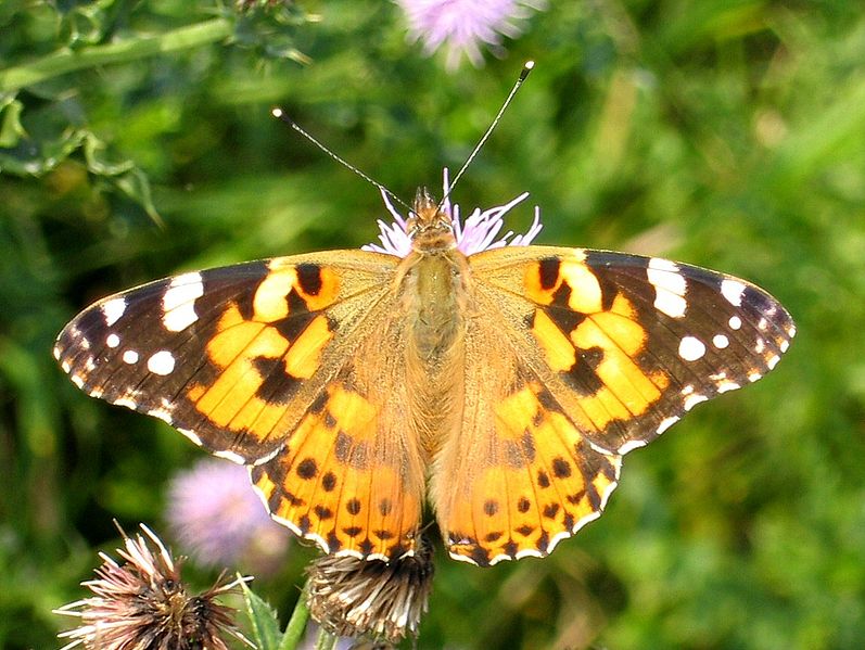 File:Vanessa cardui.jpg