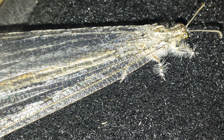 <i>Vella fallax</i> Species of insect